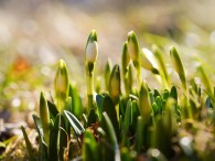 Snowdrop with blossom on sunlight, revival of spring flower with bud, the awakening of nature.